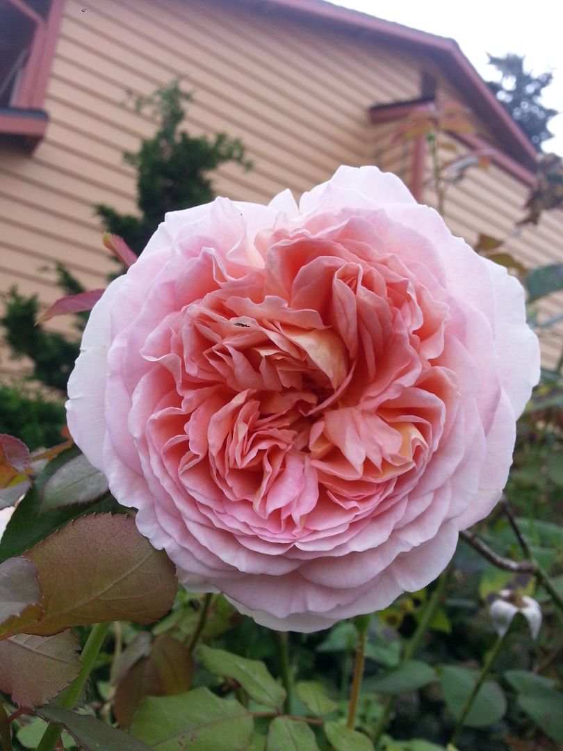  photo 20140909_171839_zpszbxaef8r.jpg